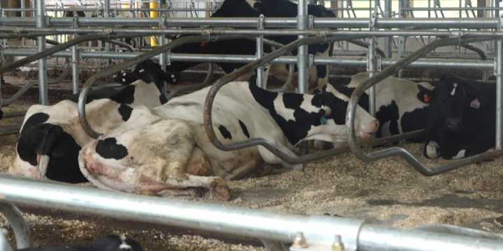 Gov. Mills and others kick off the beginning of Maine Dairy Month