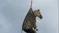 A runaway pet zebra has been captured in Tennessee