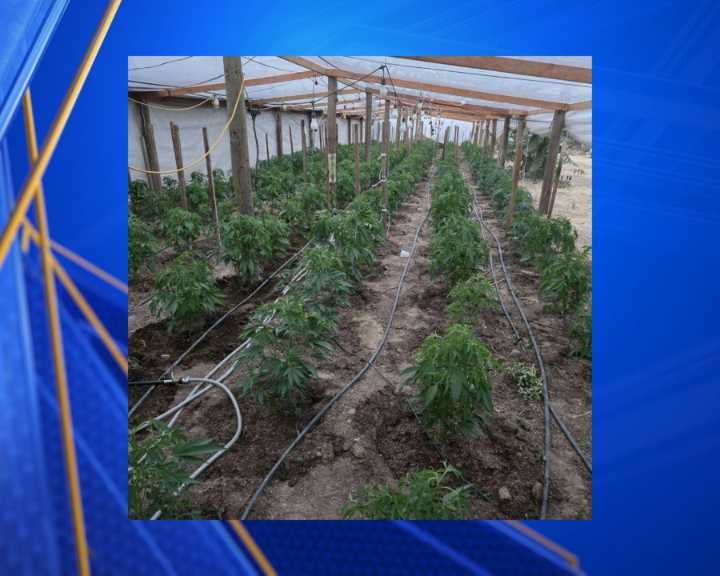 5-month-old taken by CPS after deputies find large marijuana operation on property on Weedpatch Hwy: KCSO
