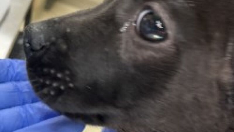 Ferndale police arrest man after puppy found with ears severed