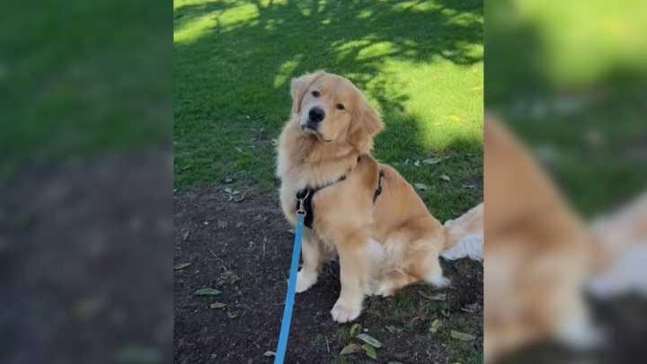 Dog From California Made An Interesting Discovery In A Tree And Now Keeps Returning There All The Time