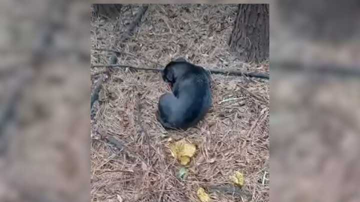 Georgia Man Heard Faint Cries From A Mysterious Animal, Only To Realize What It Really Is