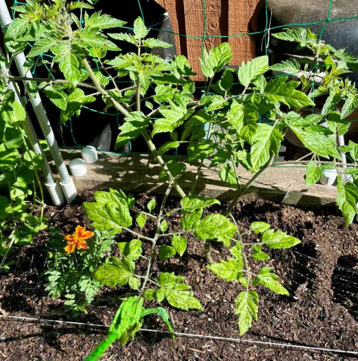 For Gardeners: If your garden plants could talk. Or…. can they?