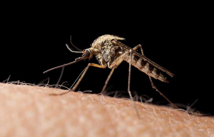 Un hongo modificado con veneno de araña y escorpión podría ser clave para detener a los mosquitos que propagan enfermedades