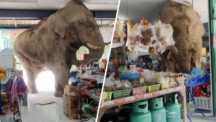 Wild elephant raids Thai grocery store for snacks