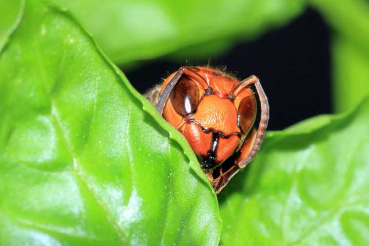 What happened to the giant murder hornets? Plus, yellow jackets are jerks.