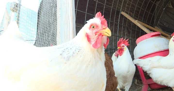 Fulton City Council approves ordinance, giving residents the ability to keep chickens