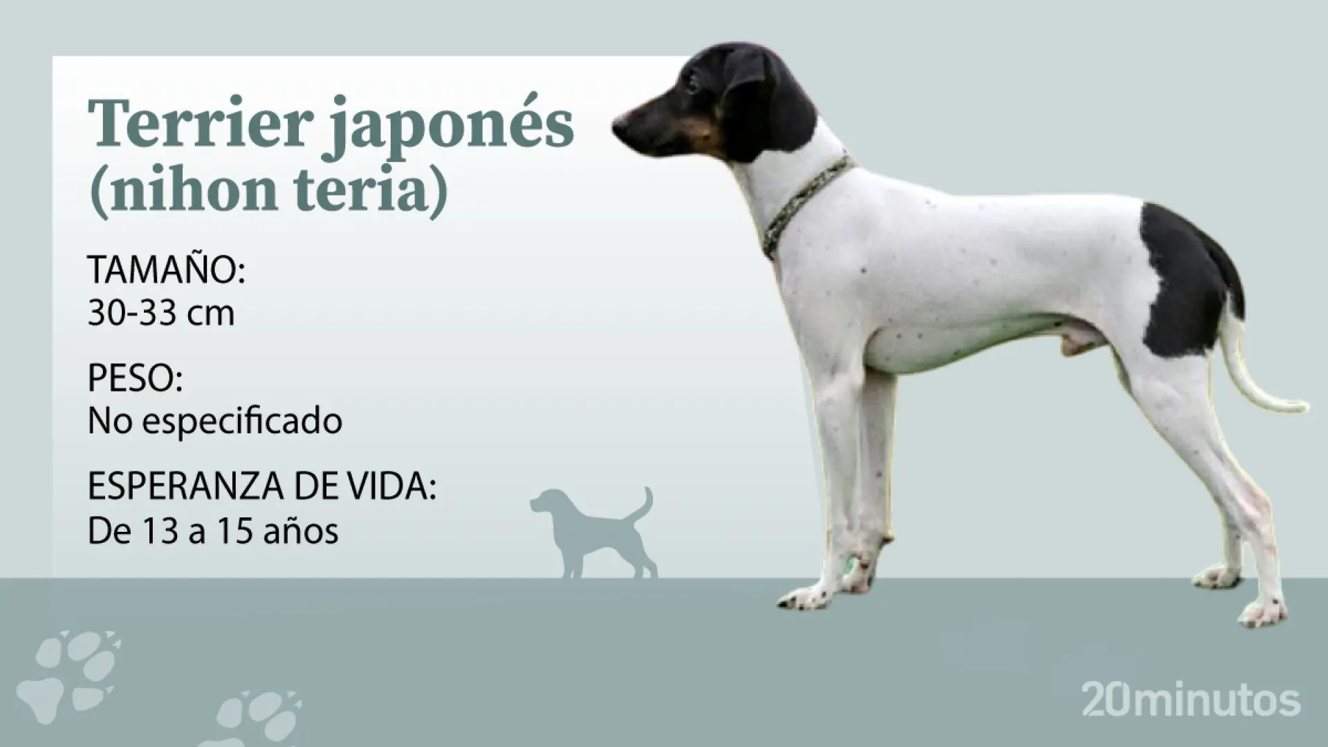 El terrier japonés, un perro pequeño, de fuerte temperamento y la única raza del grupo terrier nativa de Japón