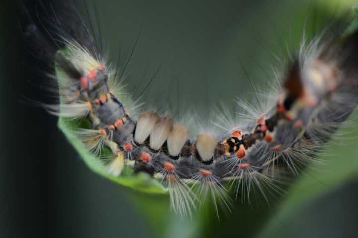 The Spongy Moth Caterpillar Has Invaded The Capital Region And Needs To Die
