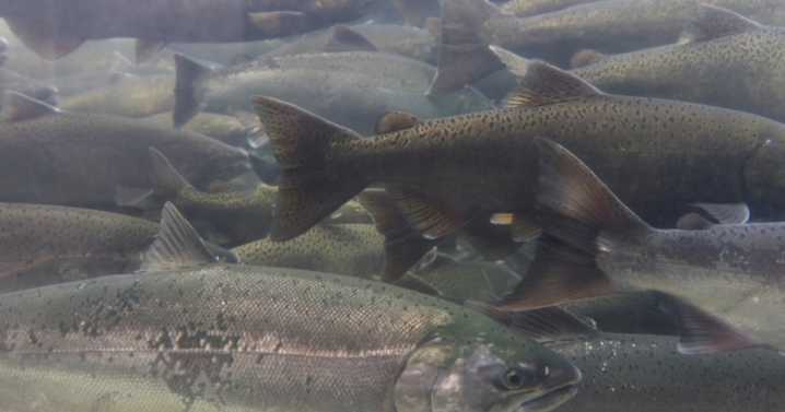 Morro Bay expected to be busy for opening of recreational salmon fishing