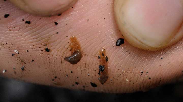 Is the 'most leech-infested lake' in NC? What to know…