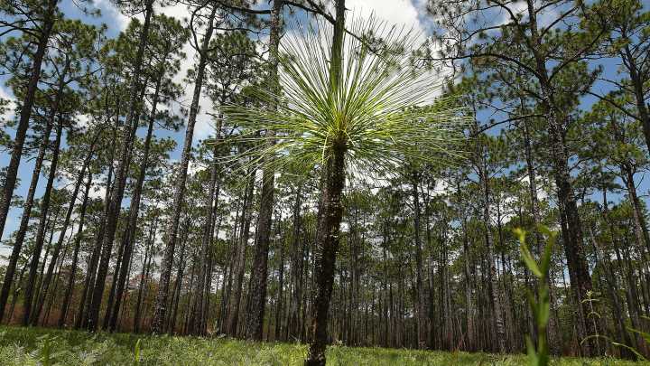 Take a tour of the Green Swamp Preserve in Brunswick…