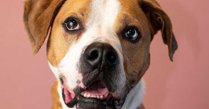 Humane Society of Catawba County fires executive director, says report found no animal abuse