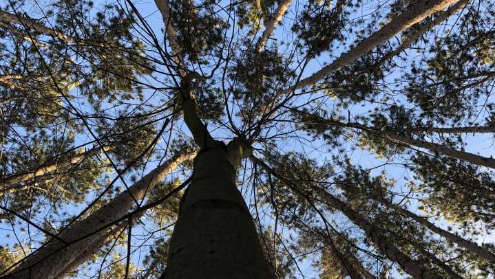 Detroit Evening Report: Dearborn receives ‘Tree City USA’ status for 38th year