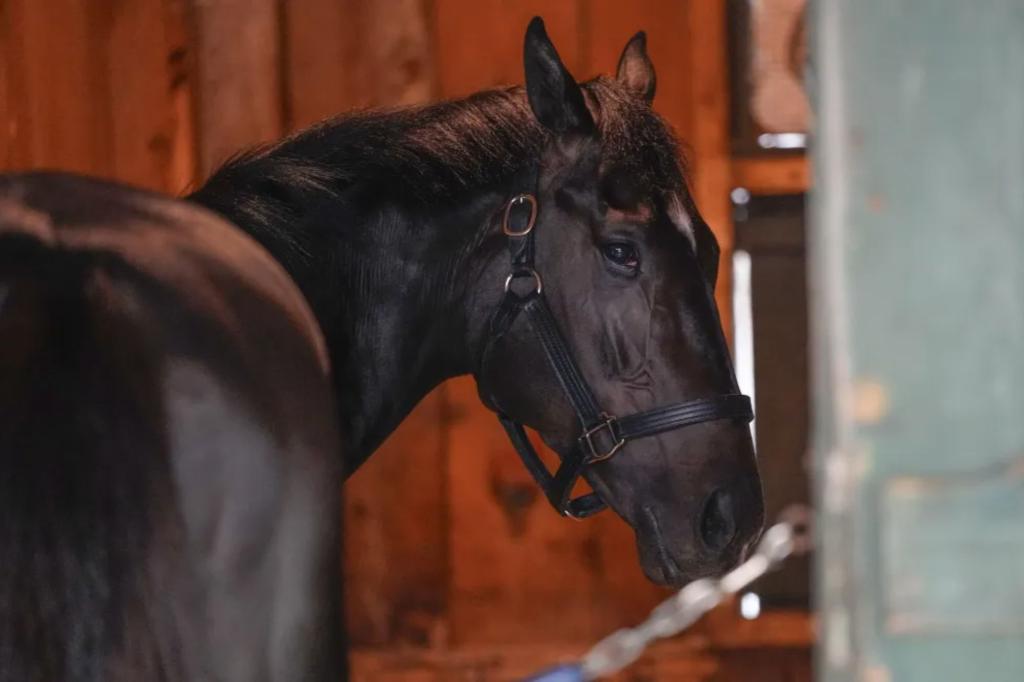 Belmont Stakes 2025: Picks and predictions from the experts