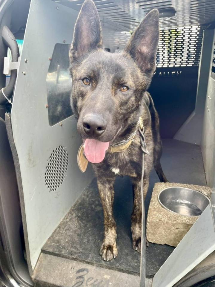 Sniffin’ Out Trouble: K9 Rollo Joins Walnut Creek PD With A Nose That Knows