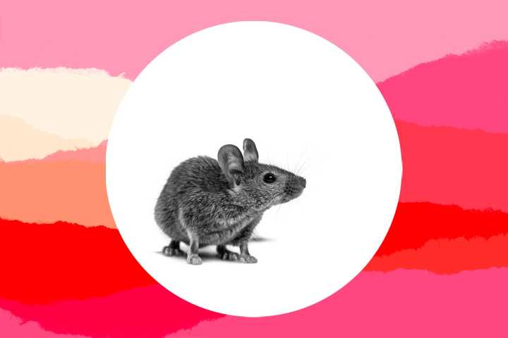 Dear Care and Feeding: My son and his cousin were experimenting with physics and accidentally lost the family pet mouse.