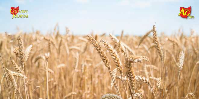 Federal charges filed in alleged smuggling of plant pathogen