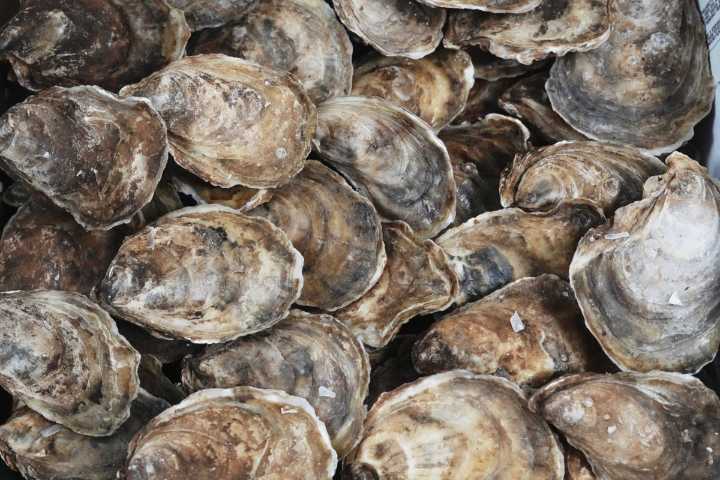 First case of dermo disease detected in Newfoundland and Labrador oysters