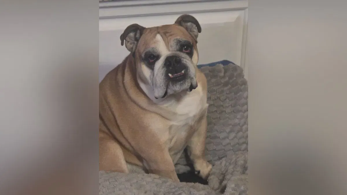 Cripple Creek family says English Bulldog survived for 29 days lost in the wilderness