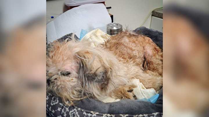 Good Samaritan From Florida Found Blind Senior Dog With Microchip And Was Shocked After Learning The Truth About Her