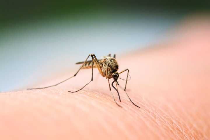 Mosquito fogging set for Friday in Carson City
