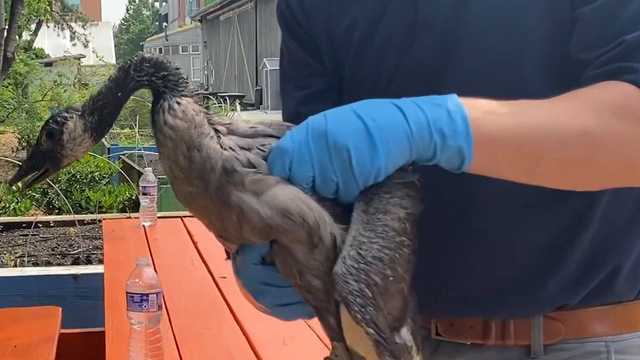 Animals affected by fuel spill get care they need