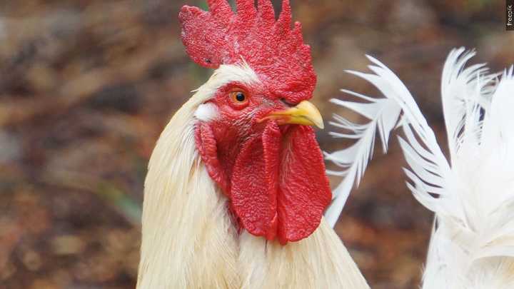 Fourth case of bird flu detected at Maricopa County farm