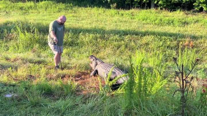 Flat Creek Floyd, Peachtree City's famous alligator, hit by car
