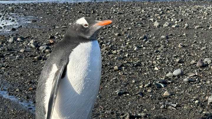 Want to see penguins in Antarctica? You're in luck