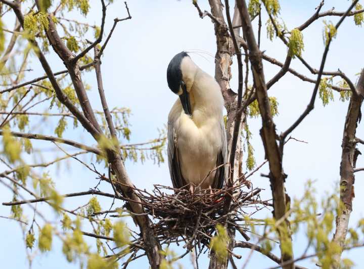 Unlikely bond: Endangered herons nest by Lincoln Park Zoo wolves