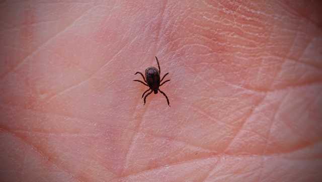 Why we're seeing more tick-borne illnesses