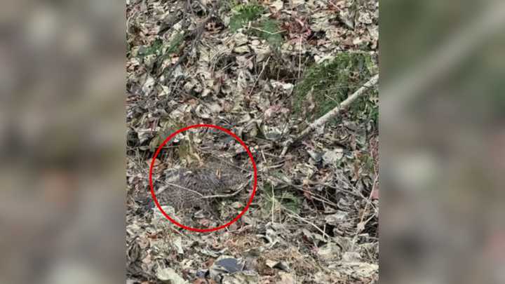 Pennsylvania Woman Was Walking Her Dog Only To Discover Something Surprising In A Pile Of Leaves