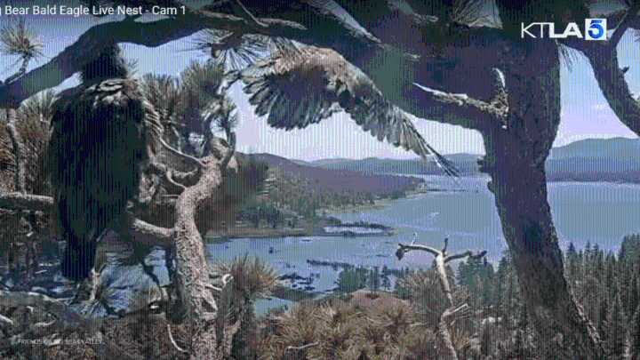 Liftoff! Big Bear bald eagle chick takes to the sky 