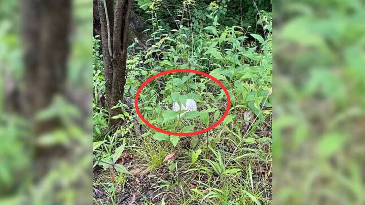 Illinois Hikers Saw Something Moving In Leaves, Only To Make A Surprising Discovery