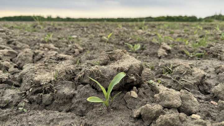 Chilly start to summer puts agriculture at risk