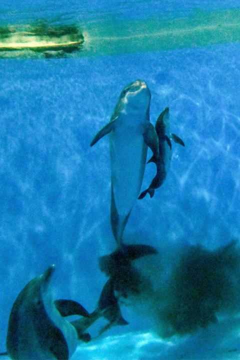 Video shows dolphin calf birth and first breath at Chicago zoo. Mom's friend helped