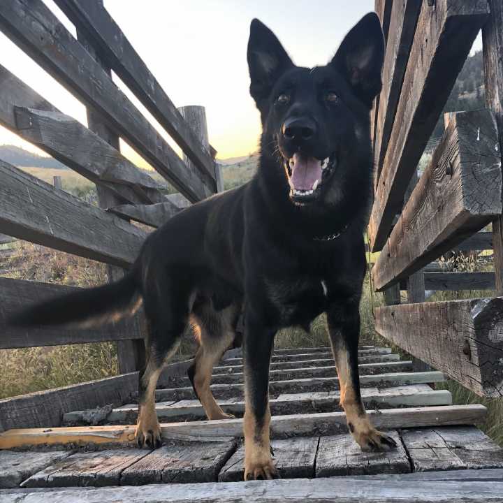 Ste. Rose du Lac RCMP respond to gun call - Marook assists in arrest