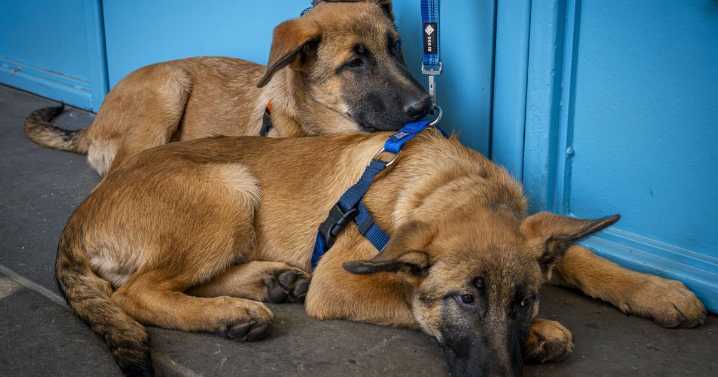 In the wake of K-9 death, tram to raise money for new police dog facility