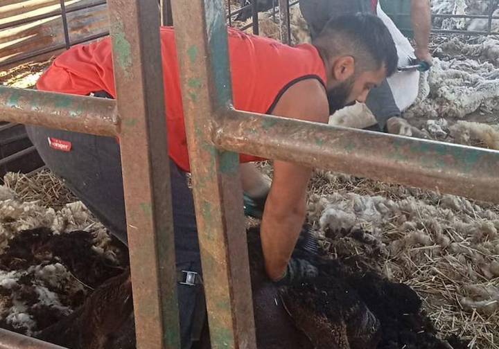 Esquilar hasta en agosto: «Llevaré ya unas 8.000 ovejas»