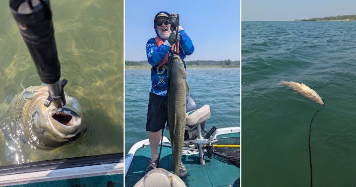 Invasive Grass Carp caught in Lake Huron