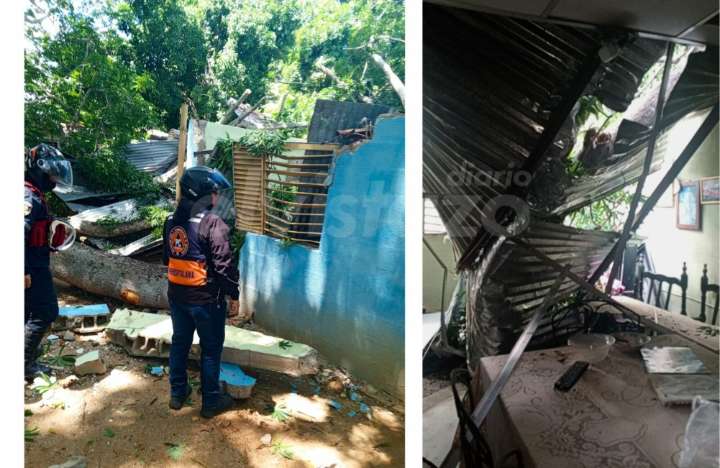 Vivienda severamente afectada en Guanipa tras caerle un árbol de Ceiba de 8 mts