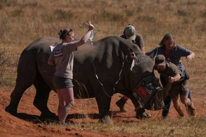 Scientists making rhino horns radioactive to fight poaching