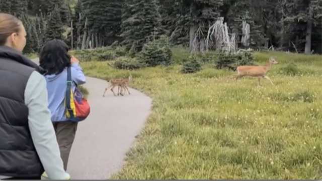 4-year-old bitten by mountain lion at national park
