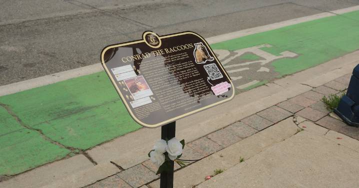Conrad the Raccoon gets commemorative plaque
