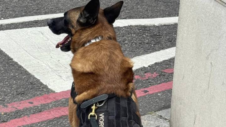 James Martin brings dog to London for 'protection' after car smashed and friend mugged