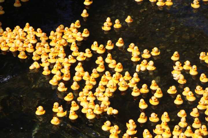 Renton community comes together for annual Rubber Ducky Derby