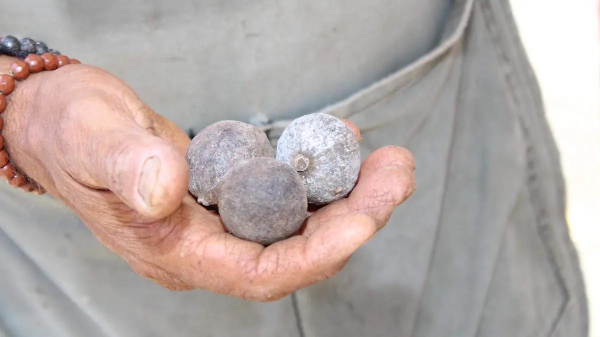 Medicina tradicional en el Mercado de Artesanías en Orizaba, ¿qué beneficios tiene el crucetillo?