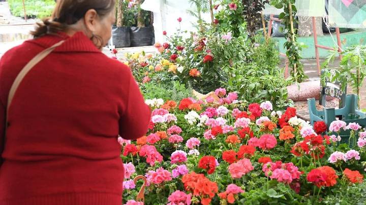Feria de las Flores en Soledad; desde plantas medicinales hasta exóticas