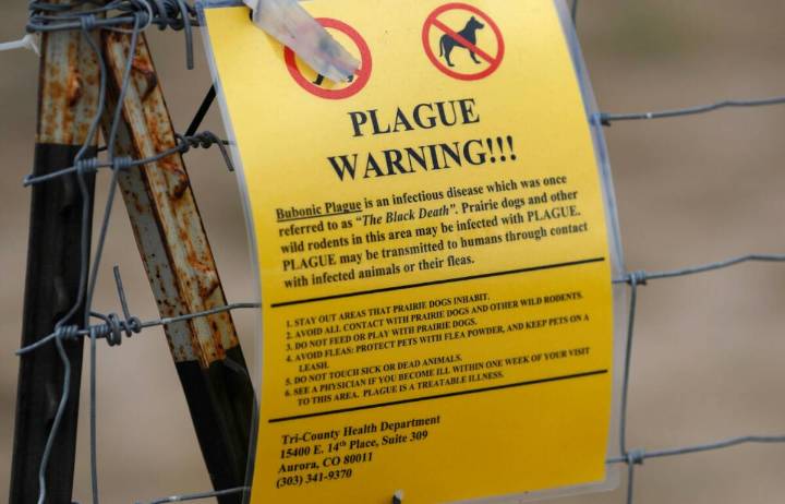 Pneumonic plague claims life of Arizona resident